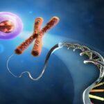 Telomerii şi telomeraza, proteina nemuririi. Secretul longevității umane
